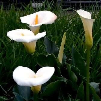 Zantedeschia aethiopica, White Arum Lily - 10+ Seed Pack - Indigenous Perennial Bulb