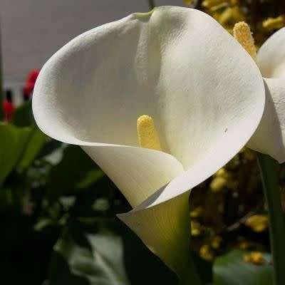 Zantedeschia aethiopica, White Arum Lily - 10+ Seed Pack - Indigenous Perennial Bulb