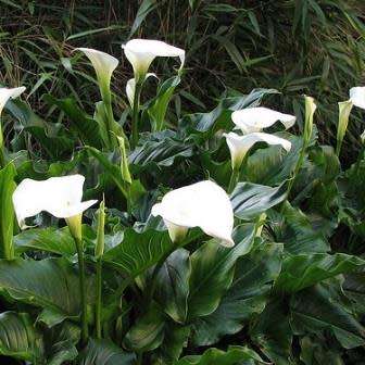 Zantedeschia aethiopica, White Arum Lily - 10+ Seed Pack - Indigenous Perennial Bulb