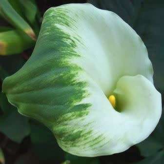 Zantedeschia aethiopica Green Goddess, Green Arum Lily Seeds, Indigenous Perennial Bulb