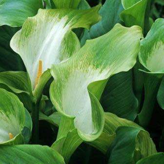 Zantedeschia aethiopica Green Goddess, Green Arum Lily Seeds, Indigenous Perennial Bulb