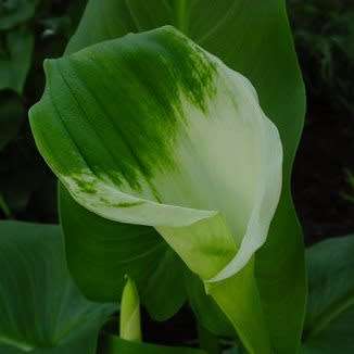 Zantedeschia aethiopica Green Goddess, Green Arum Lily Seeds, Indigenous Perennial Bulb