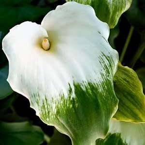 Zantedeschia aethiopica Green Goddess, Green Arum Lily Seeds, Indigenous Perennial Bulb
