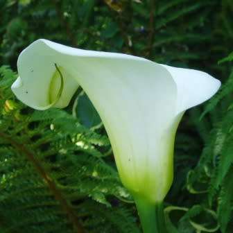Zantedeschia odorata, Scented White Arum Lily Seeds, Indigenous Perennial Bulb