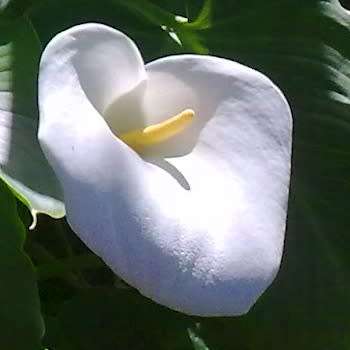 Zantedeschia odorata, Scented White Arum Lily Seeds, Indigenous Perennial Bulb