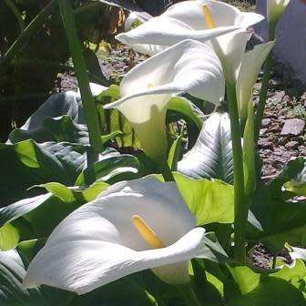 Zantedeschia odorata, Scented White Arum Lily Seeds, Indigenous Perennial Bulb