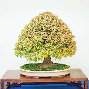 Zelkova serrata - Japanese Zelkova Bonsai Seeds + FREE Gifts Seeds + Bonsai eBook