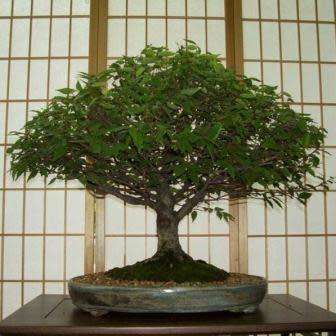 Zelkova serrata - Japanese Zelkova Bonsai Seeds + FREE Gifts Seeds + Bonsai eBook