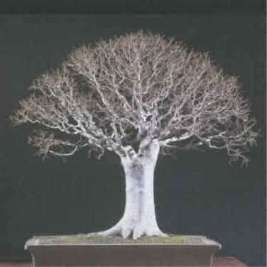 Zelkova serrata - Japanese Zelkova Bonsai Seeds + FREE Gifts Seeds + Bonsai eBook
