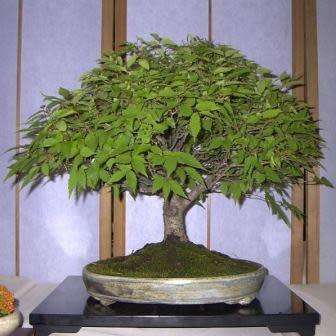 Zelkova serrata - Japanese Zelkova Bonsai Seeds + FREE Gifts Seeds + Bonsai eBook