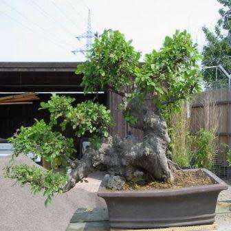 Zelkova serrata - Japanese Zelkova Bonsai Seeds + FREE Gifts Seeds + Bonsai eBook