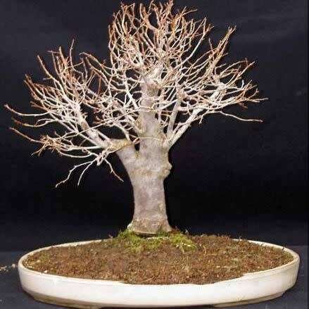 Zelkova serrata - Japanese Zelkova Bonsai Seeds + FREE Gifts Seeds + Bonsai eBook