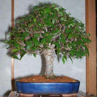 Zelkova serrata - Japanese Zelkova Bonsai Seeds + FREE Gifts Seeds + Bonsai eBook