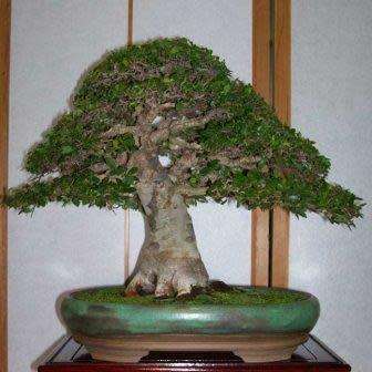 Zelkova serrata - Japanese Zelkova Bonsai Seeds + FREE Gifts Seeds + Bonsai eBook