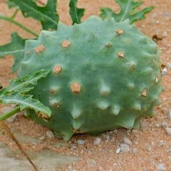 5 Acanthosicyos naudinianus Seeds - Indigenous Perennial Edible Fruit Climber - Combined Ship Rate