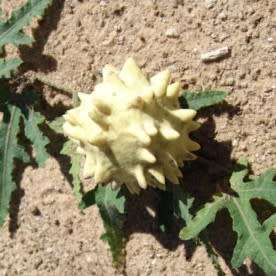 5 Acanthosicyos naudinianus Seeds - Indigenous Perennial Edible Fruit Climber - Combined Ship Rate