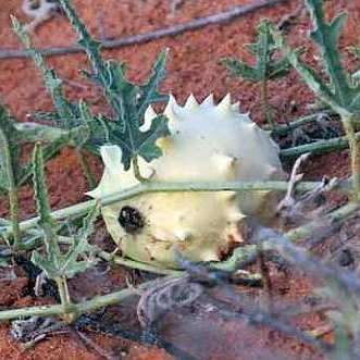 5 Acanthosicyos naudinianus Seeds - Indigenous Perennial Edible Fruit Climber - Combined Ship Rate