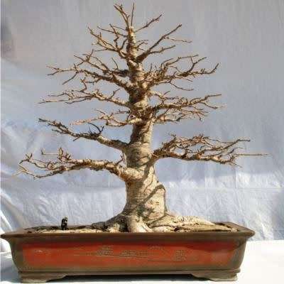 Adansonia digitata - African Baobab - 10 Seeds + FREE Gifts Seeds + Bonsai eBook