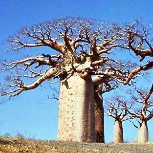 10 Adansonia digitata Seeds - African Baobab, Kremetart Boom, Succulent Tree - Combined Global Ship