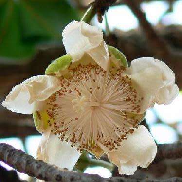 10 Adansonia digitata Seeds - African Baobab, Kremetart Boom, Succulent Tree - Combined Global Ship