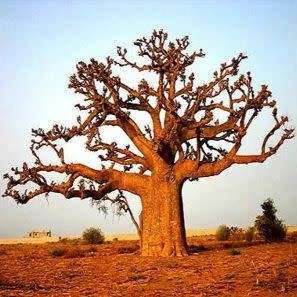 10 Adansonia digitata Seeds - African Baobab, Kremetart Boom, Succulent Tree - Combined Global Ship