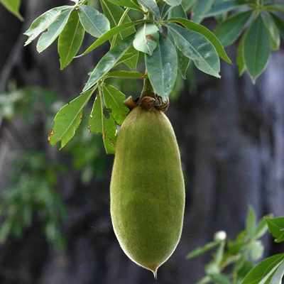 10 Adansonia digitata Seeds - African Baobab, Kremetart Boom, Succulent Tree - Combined Global Ship