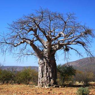 10 Adansonia digitata Seeds - African Baobab, Kremetart Boom, Succulent Tree - Combined Global Ship