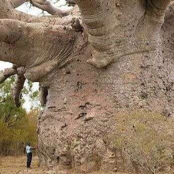 10 Adansonia digitata Seeds - African Baobab, Kremetart Boom, Succulent Tree - Combined Global Ship