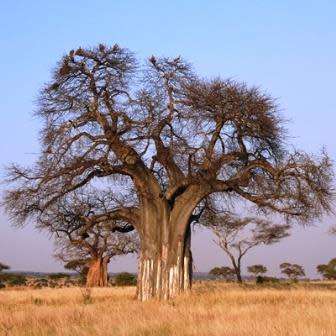 10 Adansonia digitata Seeds - African Baobab, Kremetart Boom, Succulent Tree - Combined Global Ship