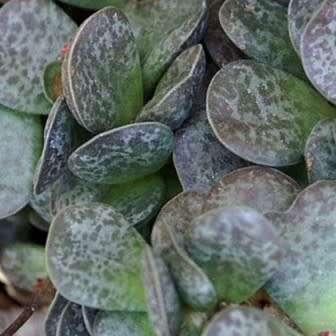 Adromischus maculatus Seeds - South African Indigenous Succulent - Combined Global Shipping