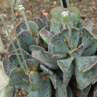 Adromischus triflorus Seeds - South African Indigenous Succulent - Combined Global Shipping
