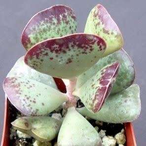 Adromischus triflorus Seeds - South African Indigenous Succulent - Combined Global Shipping