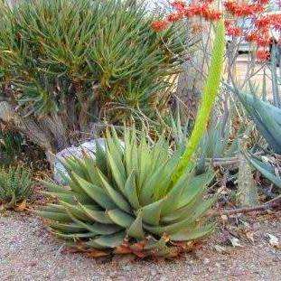 Aloe broomii - Mountain Aloe, Snake Aloe Seeds - Indigenous South African Succulent - NEW