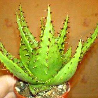 Aloe broomii - Mountain Aloe, Snake Aloe Seeds - Indigenous South African Succulent - NEW