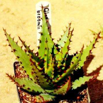 Aloe broomii - Mountain Aloe, Snake Aloe Seeds - Indigenous South African Succulent - NEW