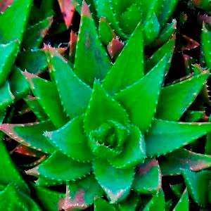 Aloe broomii - Mountain Aloe, Snake Aloe Seeds - Indigenous South African Succulent - NEW