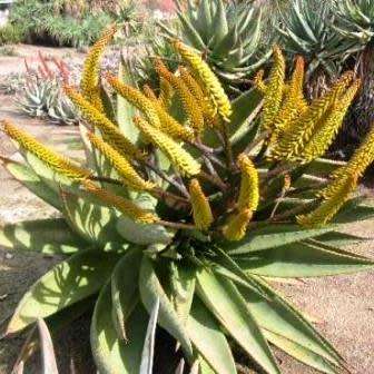 Aloe chabaudii Seeds - Indigenous South African Succulent - Combined Worldwide Shipping