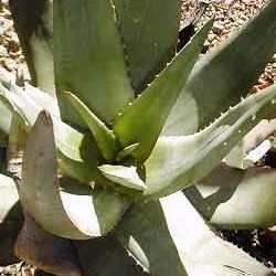 Aloe chabaudii Seeds - Indigenous South African Succulent - Combined Worldwide Shipping