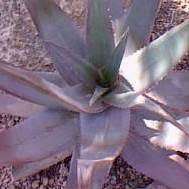 Aloe chabaudii Seeds - Indigenous South African Succulent - Combined Worldwide Shipping