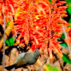 Aloe chabaudii Seeds - Indigenous South African Succulent - Combined Worldwide Shipping