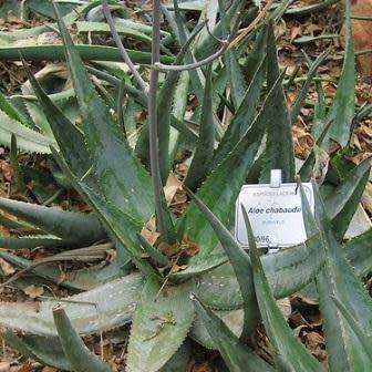 Aloe chabaudii Seeds - Indigenous South African Succulent - Combined Worldwide Shipping