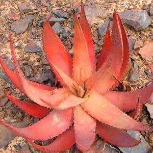 Aloe gariepensis Green Flowers - 5 Seed Pack - Indigenous Succulent - Worldwide Shipping