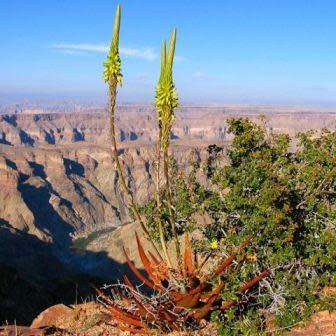 Aloe gariepensis Green Flowers - 5 Seed Pack - Indigenous Succulent - Worldwide Shipping