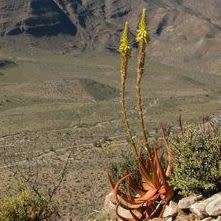 Aloe gariepensis Green Flowers - 5 Seed Pack - Indigenous Succulent - Worldwide Shipping