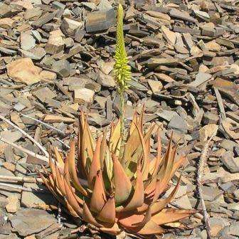 Aloe gariepensis Green Flowers - 5 Seed Pack - Indigenous Succulent - Worldwide Shipping