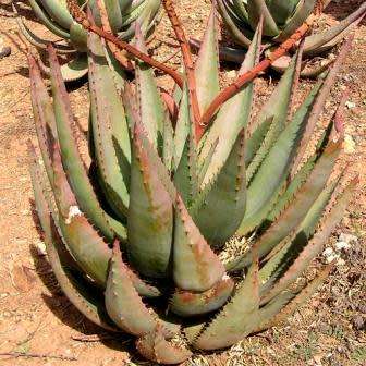 5 Aloe gerstneri Seeds - South African Indigenous Succulent - Combined Worldwide Shipping