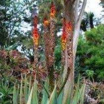 5 Aloe gerstneri Seeds - South African Indigenous Succulent - Combined Worldwide Shipping