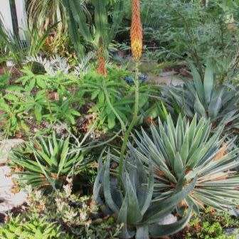 5 Aloe gerstneri Seeds - South African Indigenous Succulent - Combined Worldwide Shipping