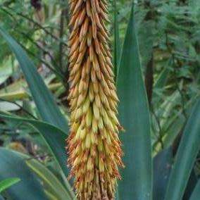5 Aloe gerstneri Seeds - South African Indigenous Succulent - Combined Worldwide Shipping