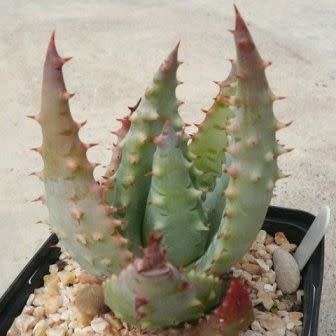5 Aloe gerstneri Seeds - South African Indigenous Succulent - Combined Worldwide Shipping